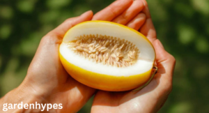 Melon Variety