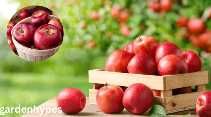 apple season
