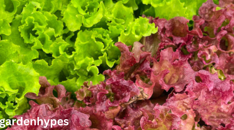Looseleaf Lettuce