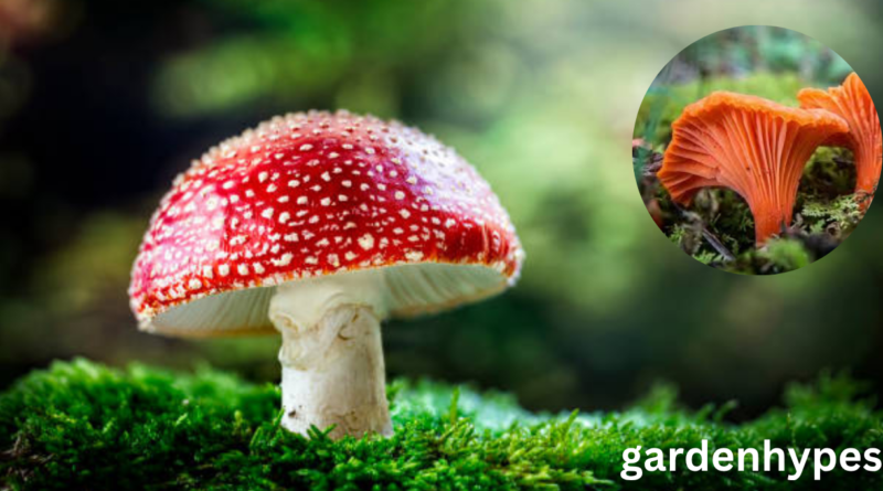 red mushroom identification
