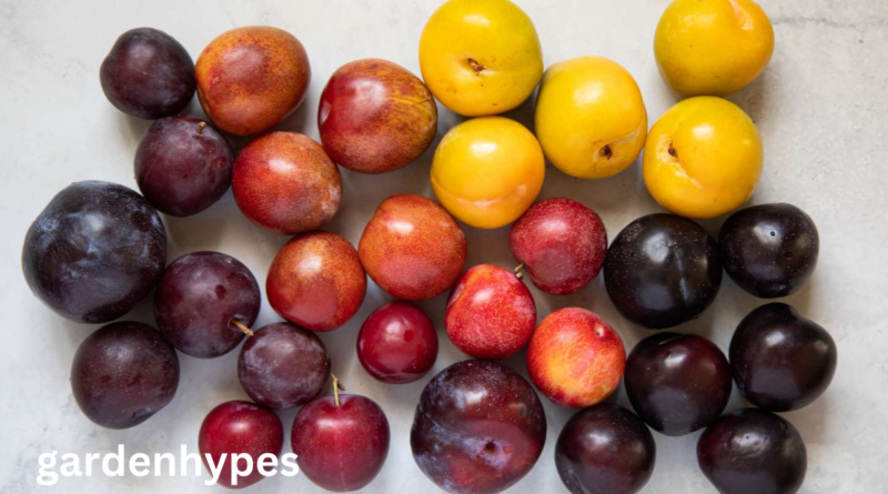 Fruits That Look Like Plums
