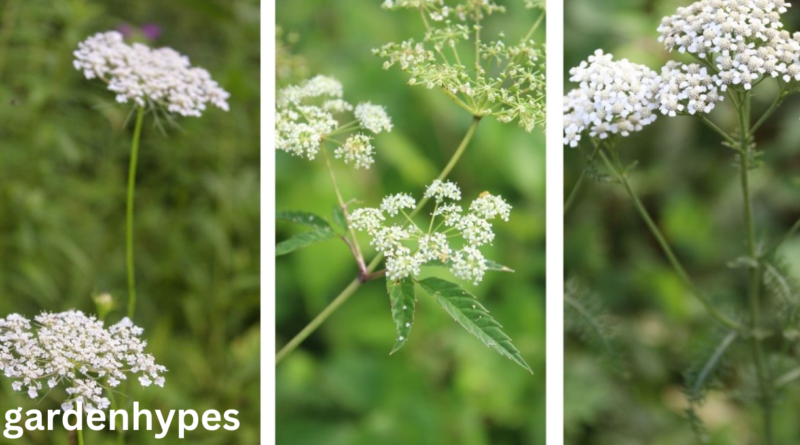 queen anne's lace look-alike