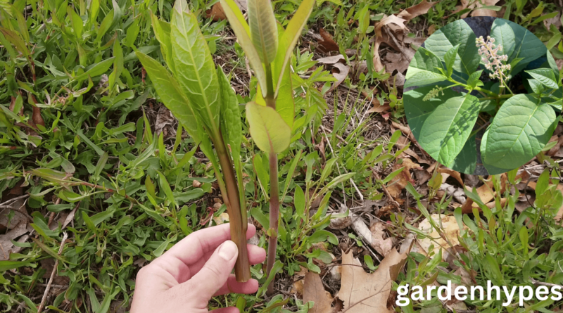 pokeweed look alikes