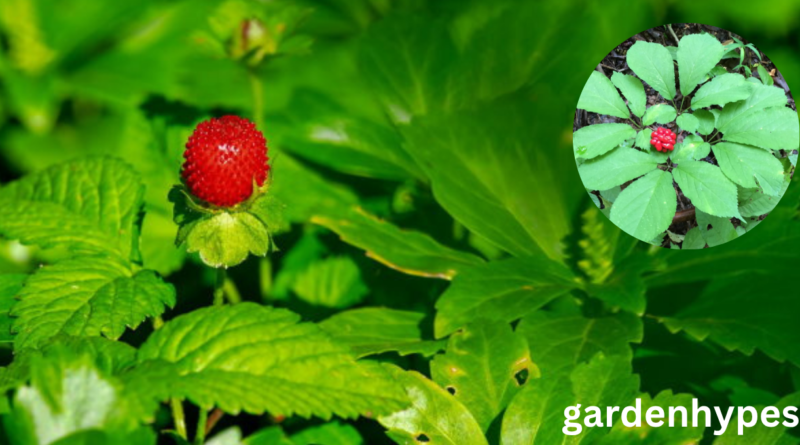 wild ginseng look alikes