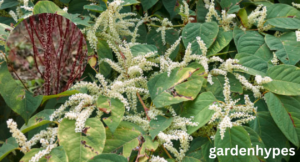 japanese knotweed berries