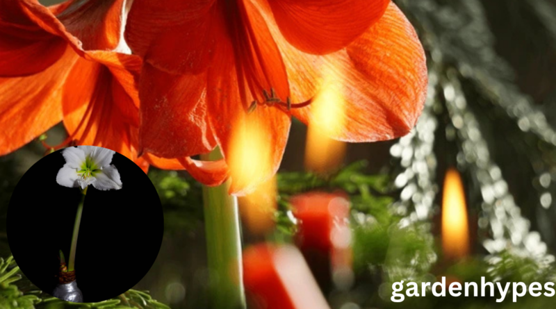 waxed amaryllis