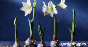 waxed amaryllis