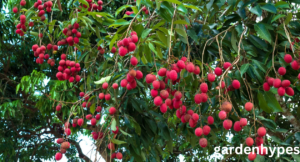 lychee fruit