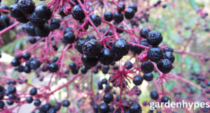 Elderberry Look-Alikes