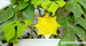 gnats in plants