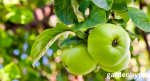 green apple varieties