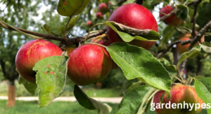 apple season