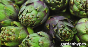 Artichoke Shortage