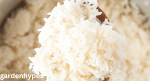 ninja foodi rice