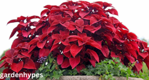 Outdoor Potted Plants
