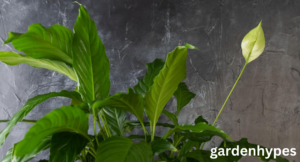 overwatered peace lily