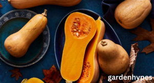 winter squash varieties