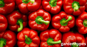 red vegetables