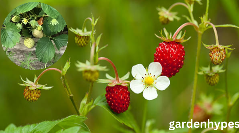 strawberry plant look like