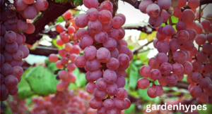 pink grapes