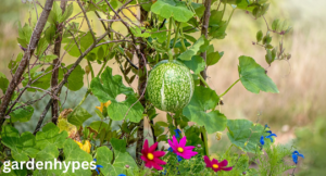 watermelon plant look like