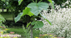 large tall weeds with thick stalks