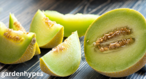 Honeydew Melon
