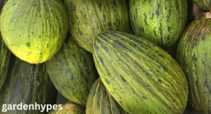 Melon Variety