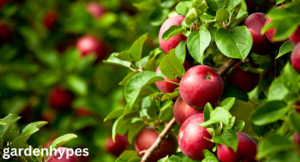 apple season