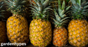 pineapple season