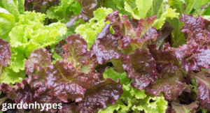 Looseleaf Lettuce