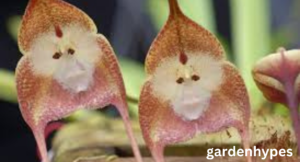 ugliest flower
