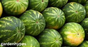 Watermelon shortage