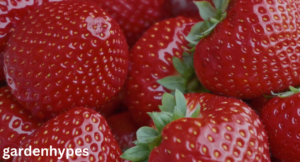 strawberry varieties