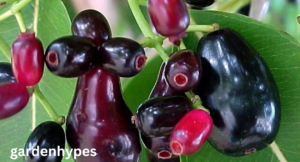 fruits that look like plums