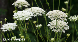 queen anne's lace look-alike