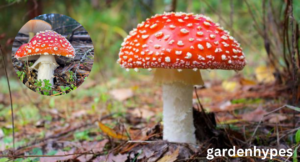 red mushroom identification