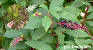 pokeweed look alikes