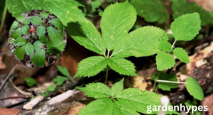 wild ginseng look alikes