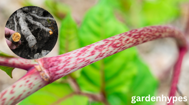japanese knotweed berries