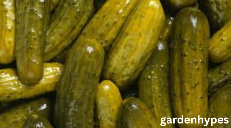 pickle shortage