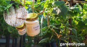 does Epsom salt kill weeds