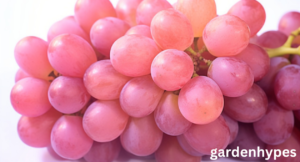 pink grapes