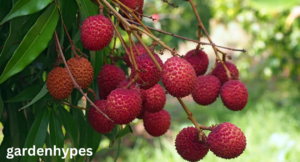 lychee fruit
