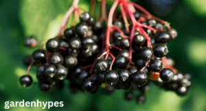 Elderberry Look-Alikes