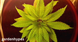 gnats in plants