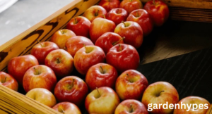 apple season
