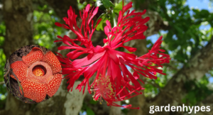 ugliest flower