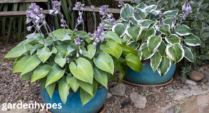 Outdoor Potted Plants