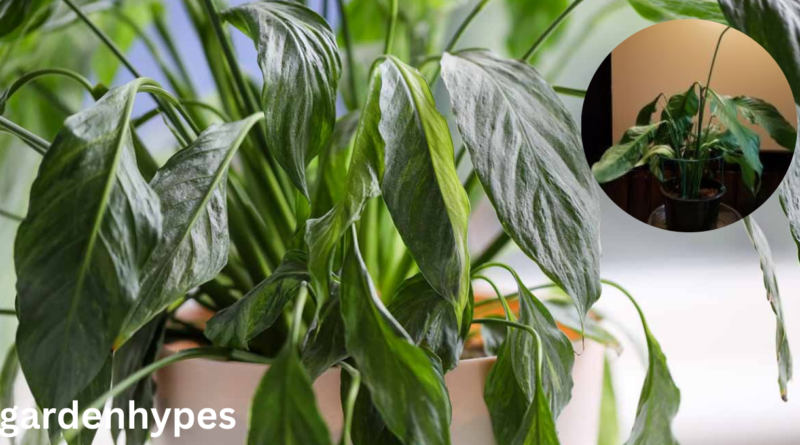overwatered peace lily
